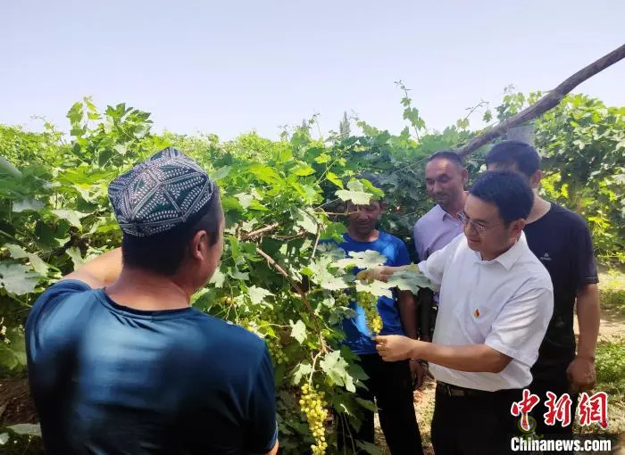 湖南助推吐魯番葡萄生產機械化 促種植戶節本增收