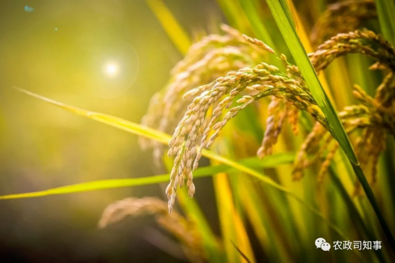 全球糧食危機：中國打了一場驚心動魄的糧食大戰(zhàn)！