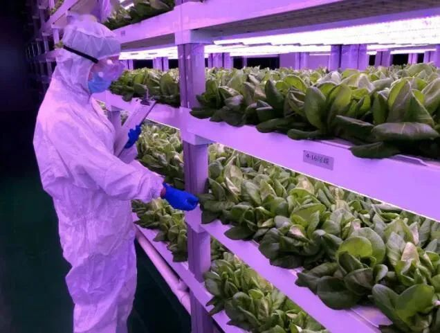 透視中日荷三國“植物工廠”案例，植物工廠的下一站又是什么