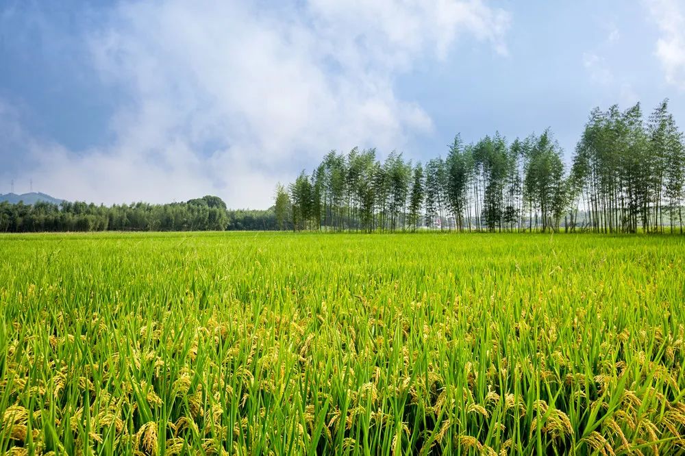 陳錫文：糧食安全的概念要延伸