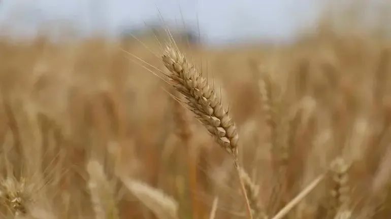 穩了！“中原糧倉”實現麥收供需對接全覆蓋！