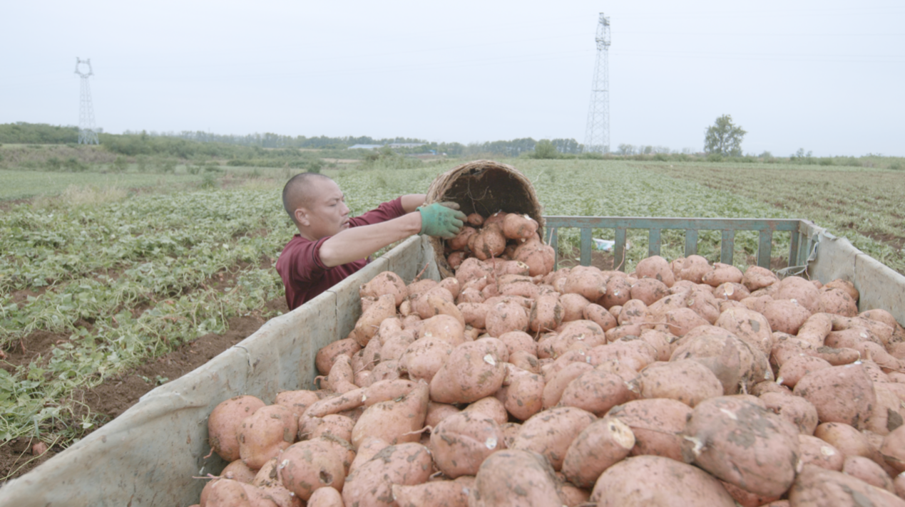 宜城紅薯：新電商怎么“生生造出”一個新產業？