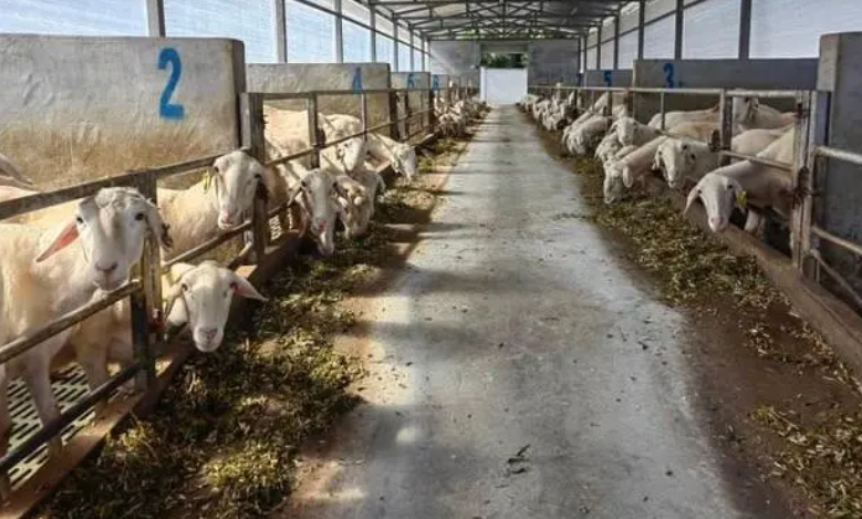 加拿大一枝黃花遇見對手 可作為湖羊飼料