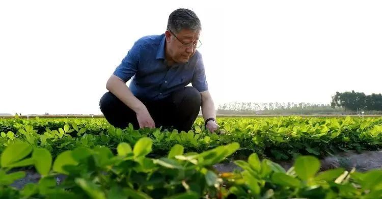 萬書波：和花生較真40載