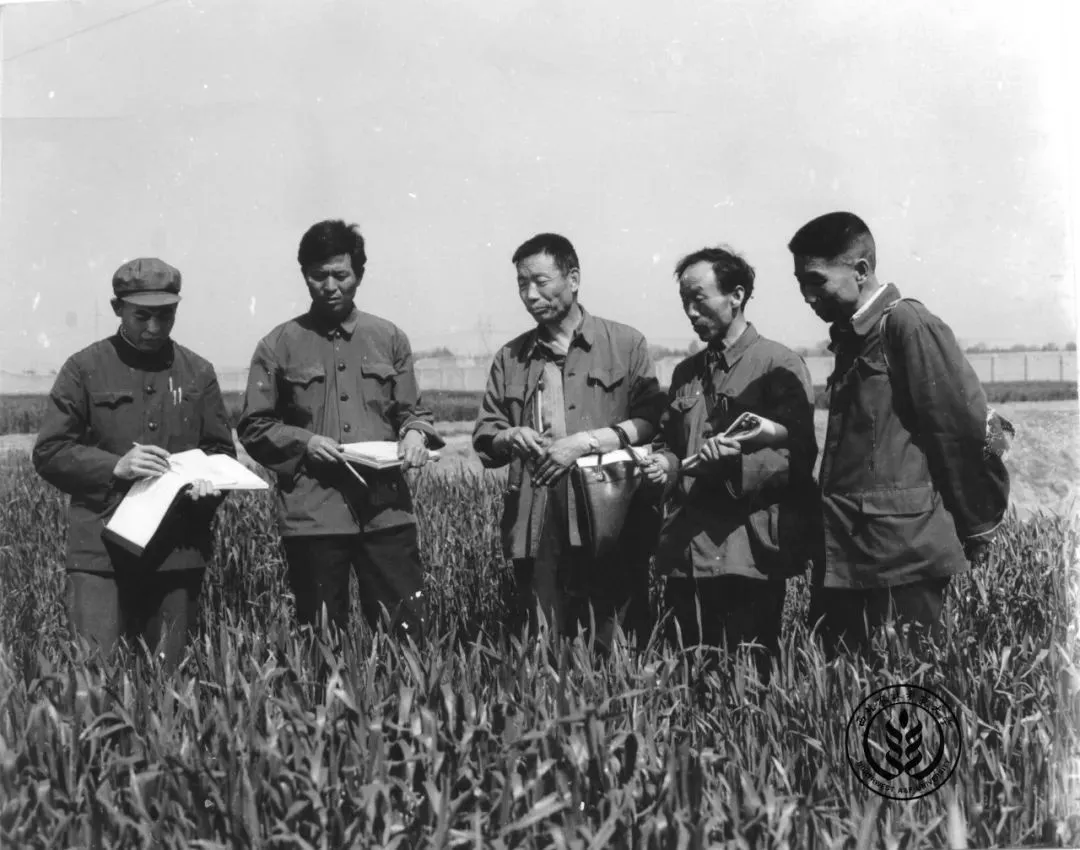 農業“芯片” 扛牢糧食安全重任